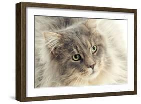 Maine Coon-null-Framed Photographic Print