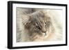 Maine Coon-null-Framed Photographic Print