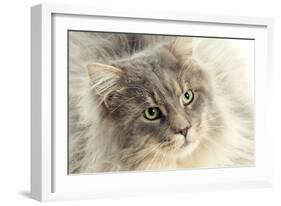 Maine Coon-null-Framed Photographic Print