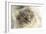 Maine Coon-null-Framed Photographic Print