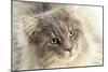 Maine Coon-null-Mounted Photographic Print