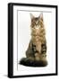 Maine Coon-null-Framed Photographic Print