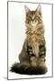 Maine Coon-null-Mounted Photographic Print