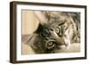 Maine Coon-null-Framed Photographic Print