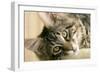 Maine Coon-null-Framed Photographic Print