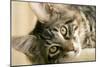 Maine Coon-null-Mounted Photographic Print