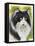 Maine Coon-Barbara Keith-Framed Stretched Canvas