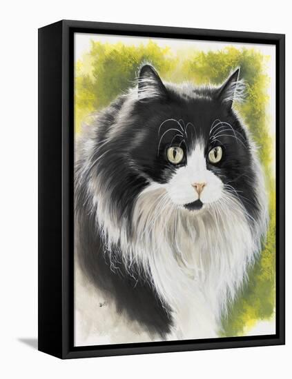 Maine Coon-Barbara Keith-Framed Stretched Canvas