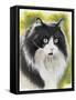Maine Coon-Barbara Keith-Framed Stretched Canvas