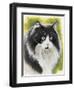 Maine Coon-Barbara Keith-Framed Giclee Print