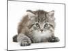 Maine Coone Kitten, Goliath-Mark Taylor-Mounted Photographic Print