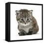 Maine Coone Kitten-Mark Taylor-Framed Stretched Canvas