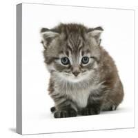 Maine Coone Kitten-Mark Taylor-Stretched Canvas