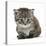 Maine Coone Kitten-Mark Taylor-Stretched Canvas