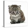 Maine Coone Kitten-Mark Taylor-Stretched Canvas