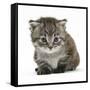 Maine Coone Kitten-Mark Taylor-Framed Stretched Canvas