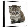 Maine Coone Kitten-Mark Taylor-Framed Stretched Canvas