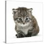Maine Coone Kitten-Mark Taylor-Stretched Canvas