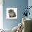 Maine Coone Kitten-Mark Taylor-Photographic Print displayed on a wall