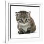 Maine Coone Kitten-Mark Taylor-Framed Photographic Print