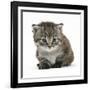 Maine Coone Kitten-Mark Taylor-Framed Photographic Print