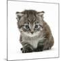 Maine Coone Kitten-Mark Taylor-Mounted Photographic Print