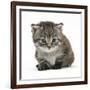 Maine Coone Kitten-Mark Taylor-Framed Photographic Print