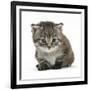 Maine Coone Kitten-Mark Taylor-Framed Photographic Print