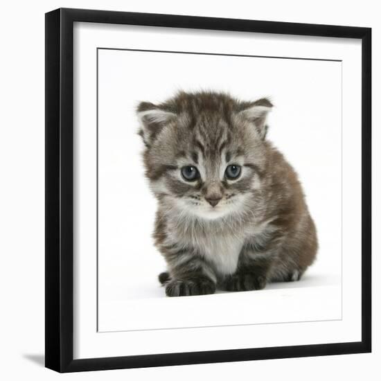 Maine Coone Kitten-Mark Taylor-Framed Photographic Print