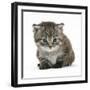 Maine Coone Kitten-Mark Taylor-Framed Photographic Print