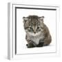 Maine Coone Kitten-Mark Taylor-Framed Photographic Print