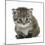 Maine Coone Kitten-Mark Taylor-Mounted Photographic Print