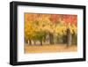 Maine, Harpswell. Autumn Colored Trees-Jaynes Gallery-Framed Photographic Print