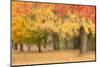 Maine, Harpswell. Autumn Colored Trees-Jaynes Gallery-Mounted Photographic Print