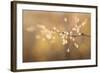 Maine, Harpswell. Bamboo Seeds Close-Up-Jaynes Gallery-Framed Photographic Print