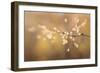 Maine, Harpswell. Bamboo Seeds Close-Up-Jaynes Gallery-Framed Photographic Print