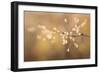 Maine, Harpswell. Bamboo Seeds Close-Up-Jaynes Gallery-Framed Photographic Print