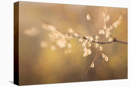 Maine, Harpswell. Bamboo Seeds Close-Up-Jaynes Gallery-Stretched Canvas