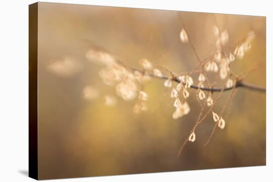 Maine, Harpswell. Bamboo Seeds Close-Up-Jaynes Gallery-Stretched Canvas