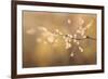 Maine, Harpswell. Bamboo Seeds Close-Up-Jaynes Gallery-Framed Photographic Print