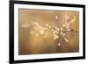 Maine, Harpswell. Bamboo Seeds Close-Up-Jaynes Gallery-Framed Photographic Print