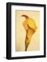 Maine, Harpswell. Calla Lily Close-Up-Jaynes Gallery-Framed Photographic Print