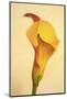 Maine, Harpswell. Calla Lily Close-Up-Jaynes Gallery-Mounted Photographic Print