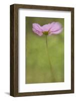 Maine, Harpswell. Cosmos Flower-Jaynes Gallery-Framed Photographic Print