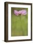 Maine, Harpswell. Cosmos Flower-Jaynes Gallery-Framed Photographic Print