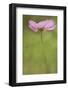 Maine, Harpswell. Cosmos Flower-Jaynes Gallery-Framed Photographic Print