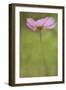 Maine, Harpswell. Cosmos Flower-Jaynes Gallery-Framed Photographic Print