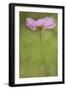 Maine, Harpswell. Cosmos Flower-Jaynes Gallery-Framed Photographic Print