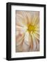 Maine, Harpswell. Dahlia Detail-Jaynes Gallery-Framed Photographic Print