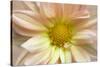 Maine, Harpswell. Dahlia Detail-Jaynes Gallery-Stretched Canvas